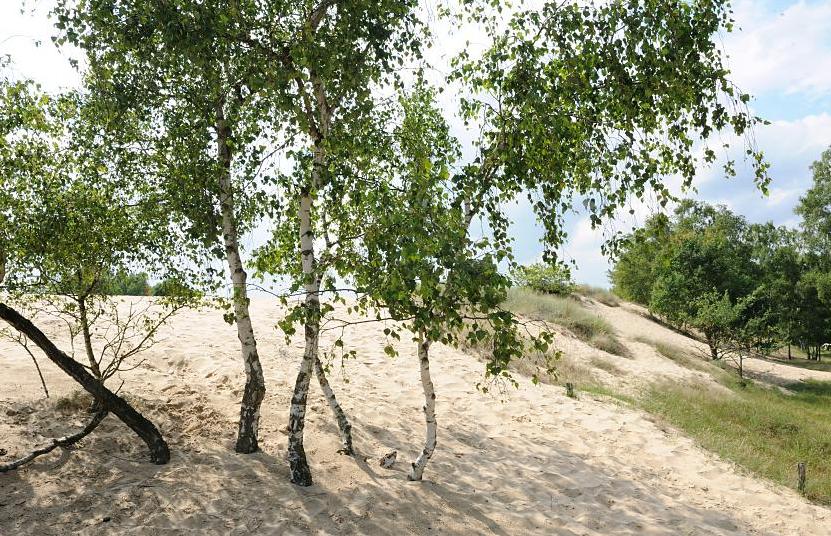 2934_5628 Eine Gruppe von Birken wachsen im Sand der Boberger Düne - Rand der Wanderdüne. | Naturschutzgebiet Boberger Niederung